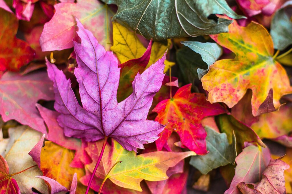 Top Fall Season Quotes